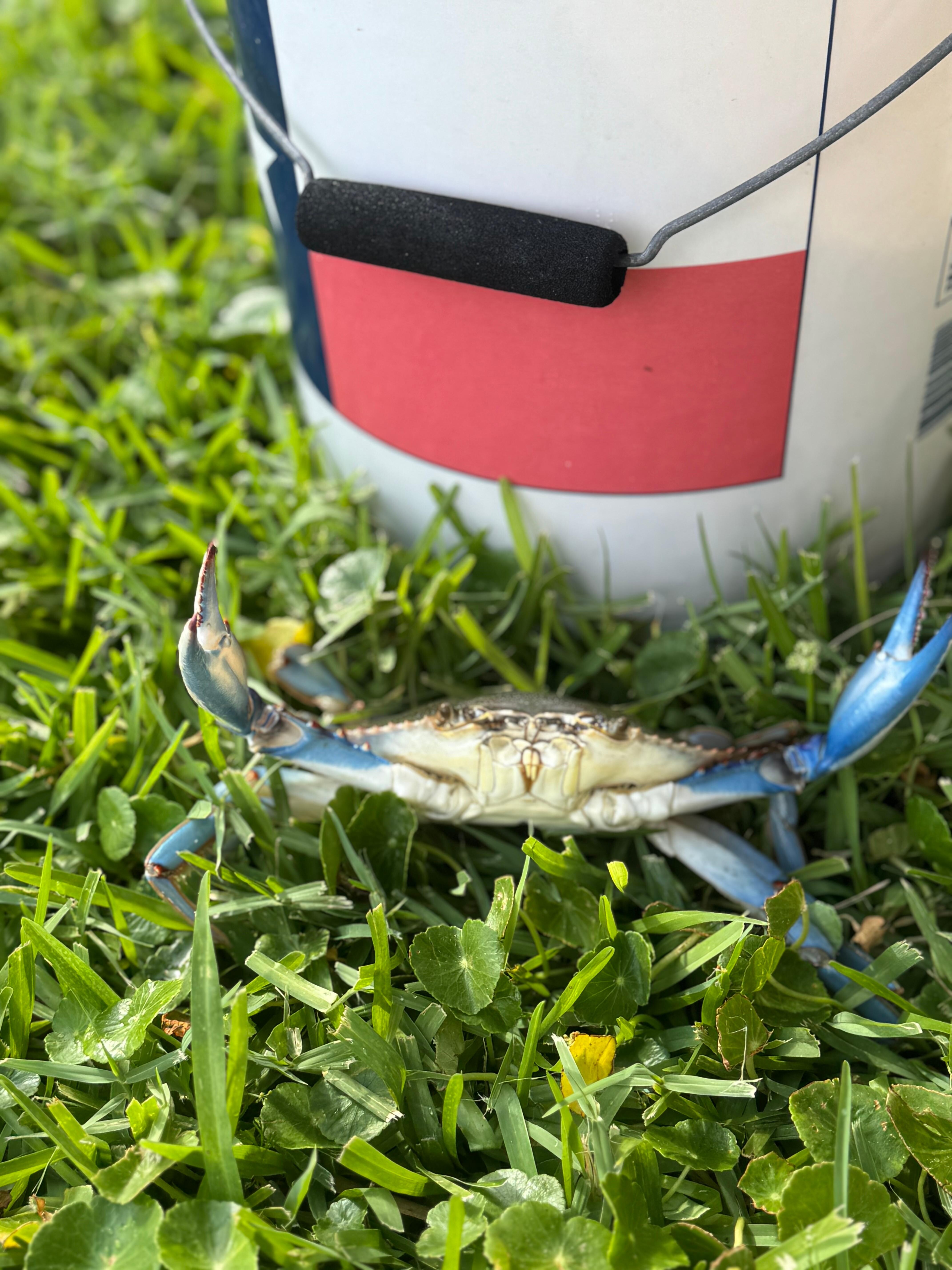One of several blue crabs we caught in the crab traps provided at the house