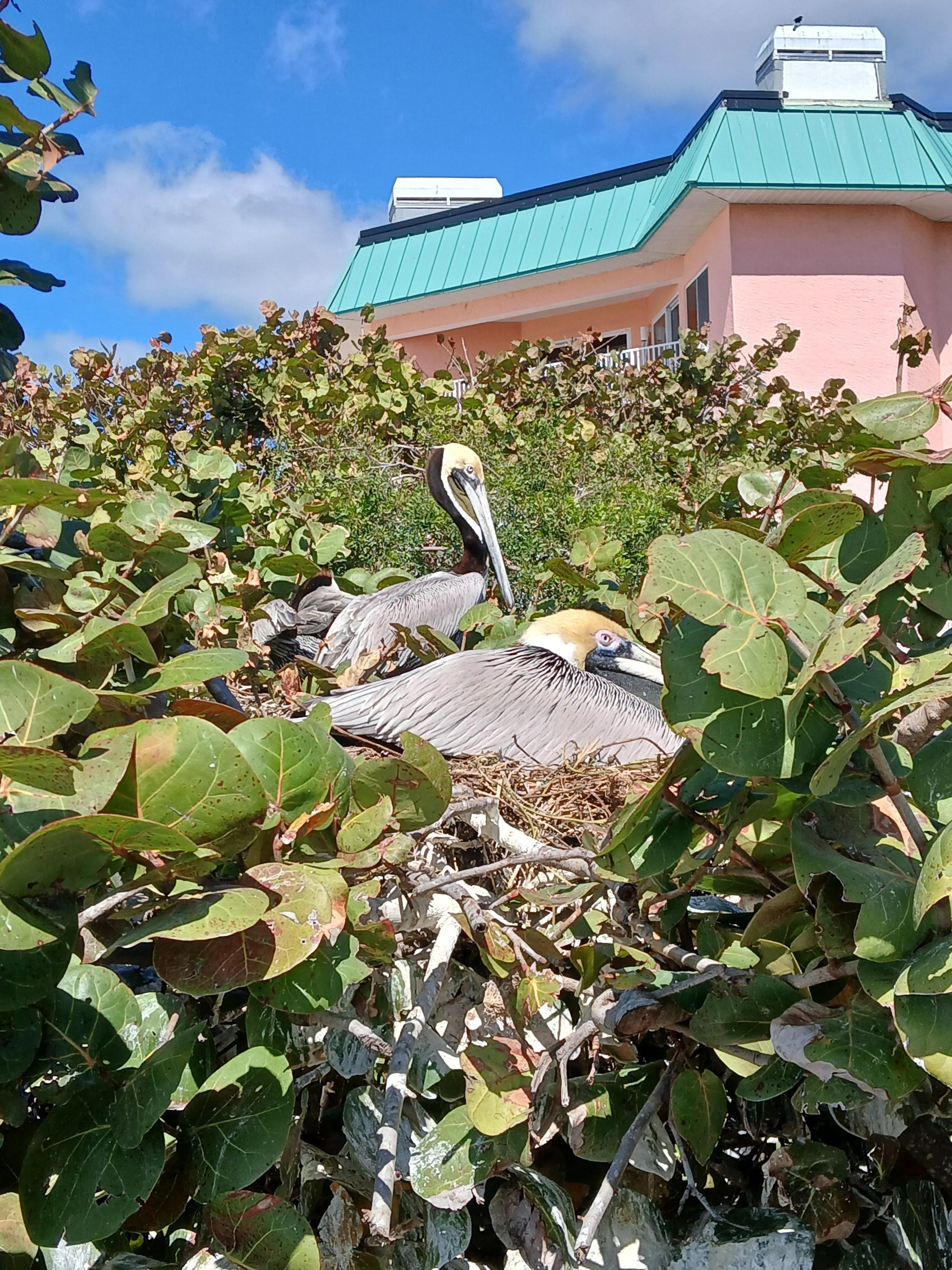 Pelicans next at the Seabird Sanctuary next door