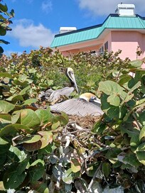 Pelicans next at the Seabird Sanctuary next door