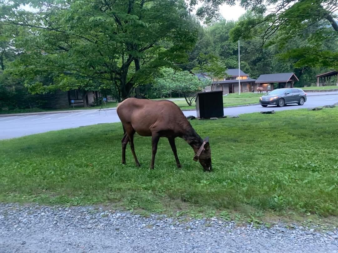 Elk