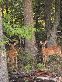 Seen in the front yard