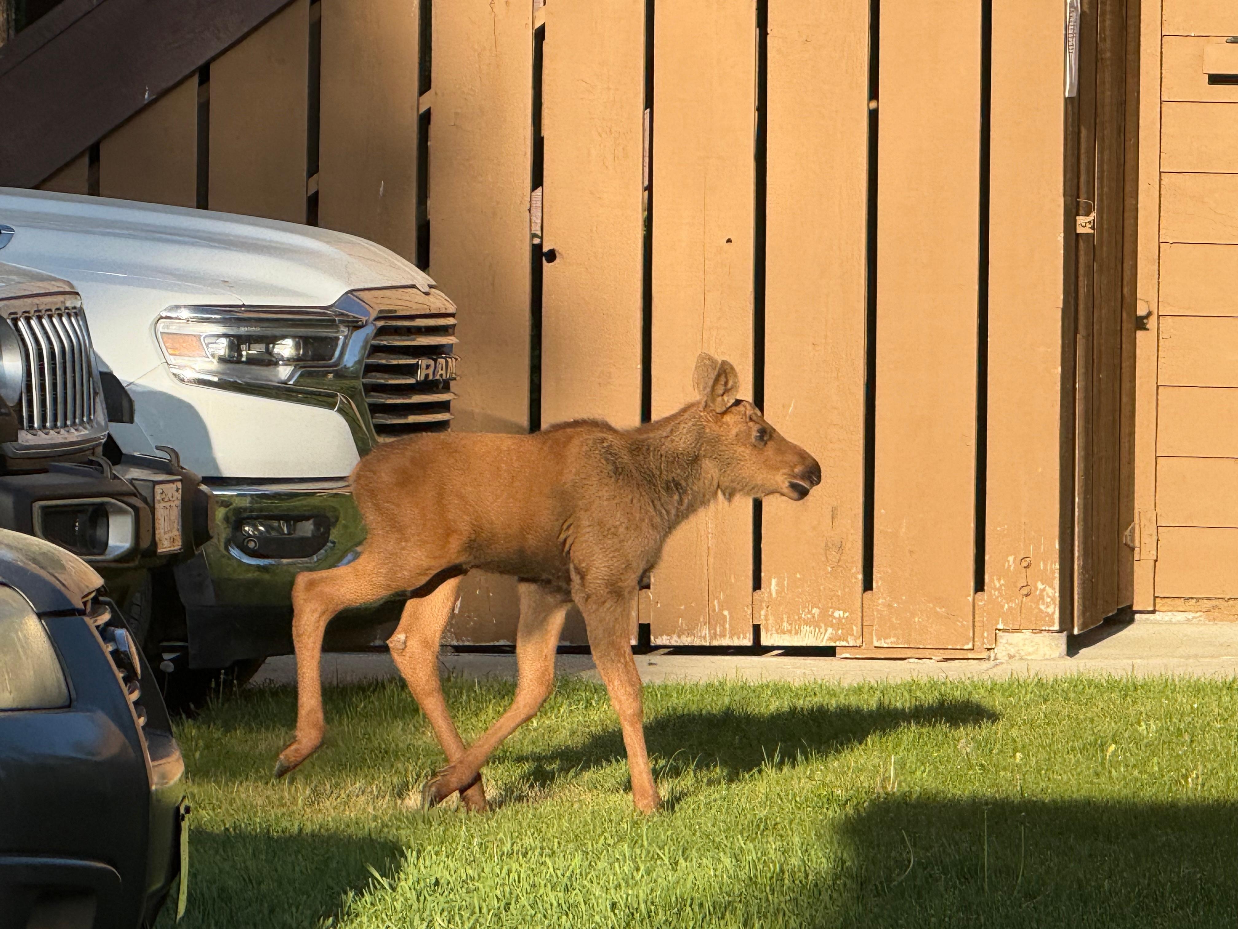 Moose calf near Aspenâs Condo