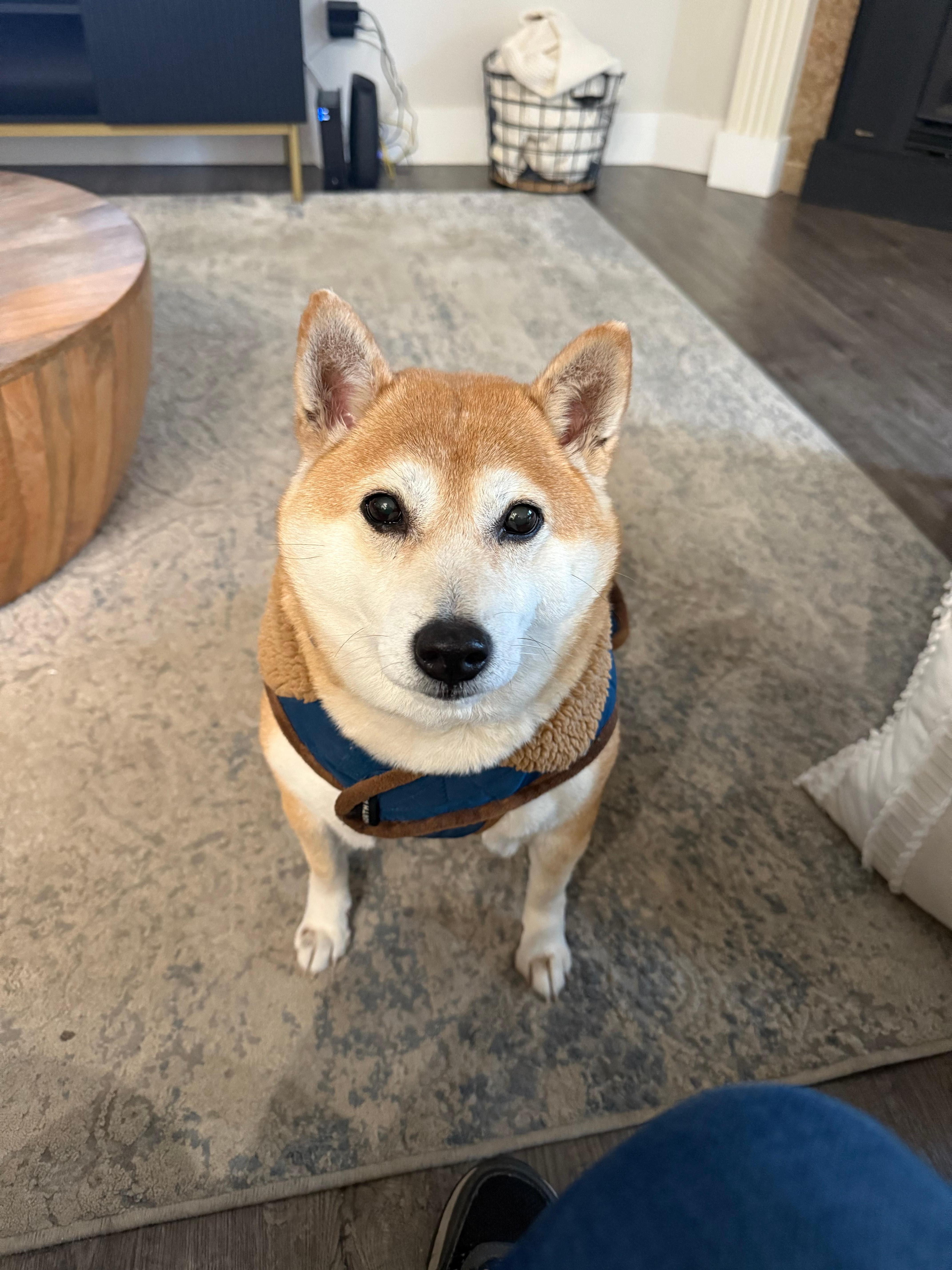 Our dog was right at home. 