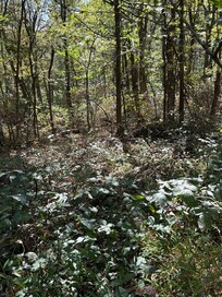Some of the woods surrounding the cabins
