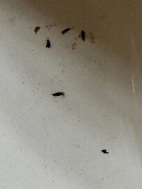 The dead bugs all over the toilet