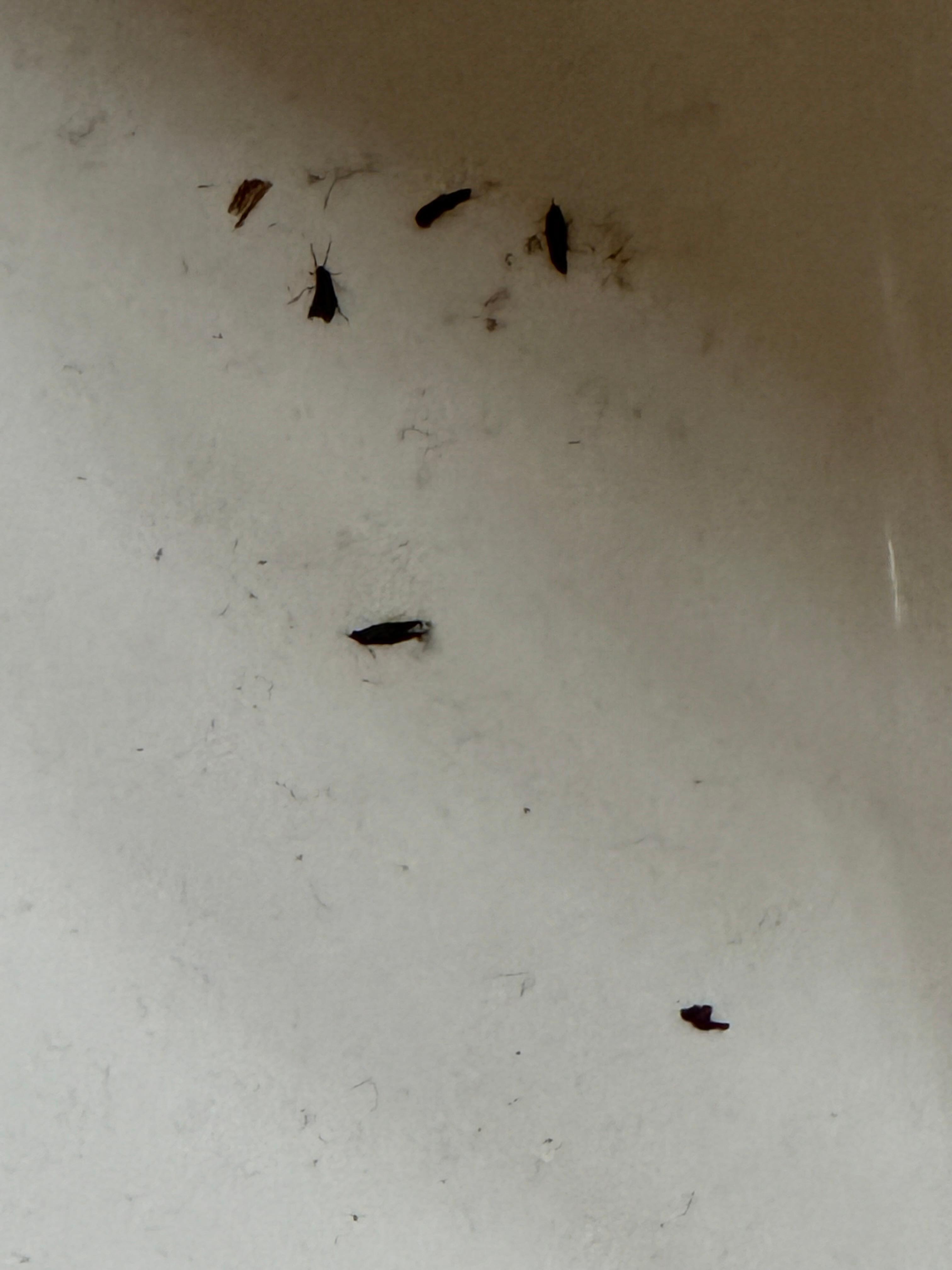 The dead bugs all over the toilet 