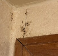 Mold by bathroom door