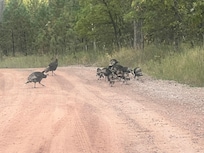 Lots of wildlife!