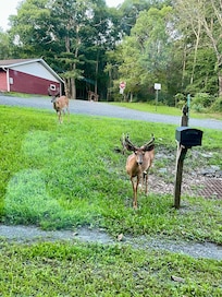 Deer!