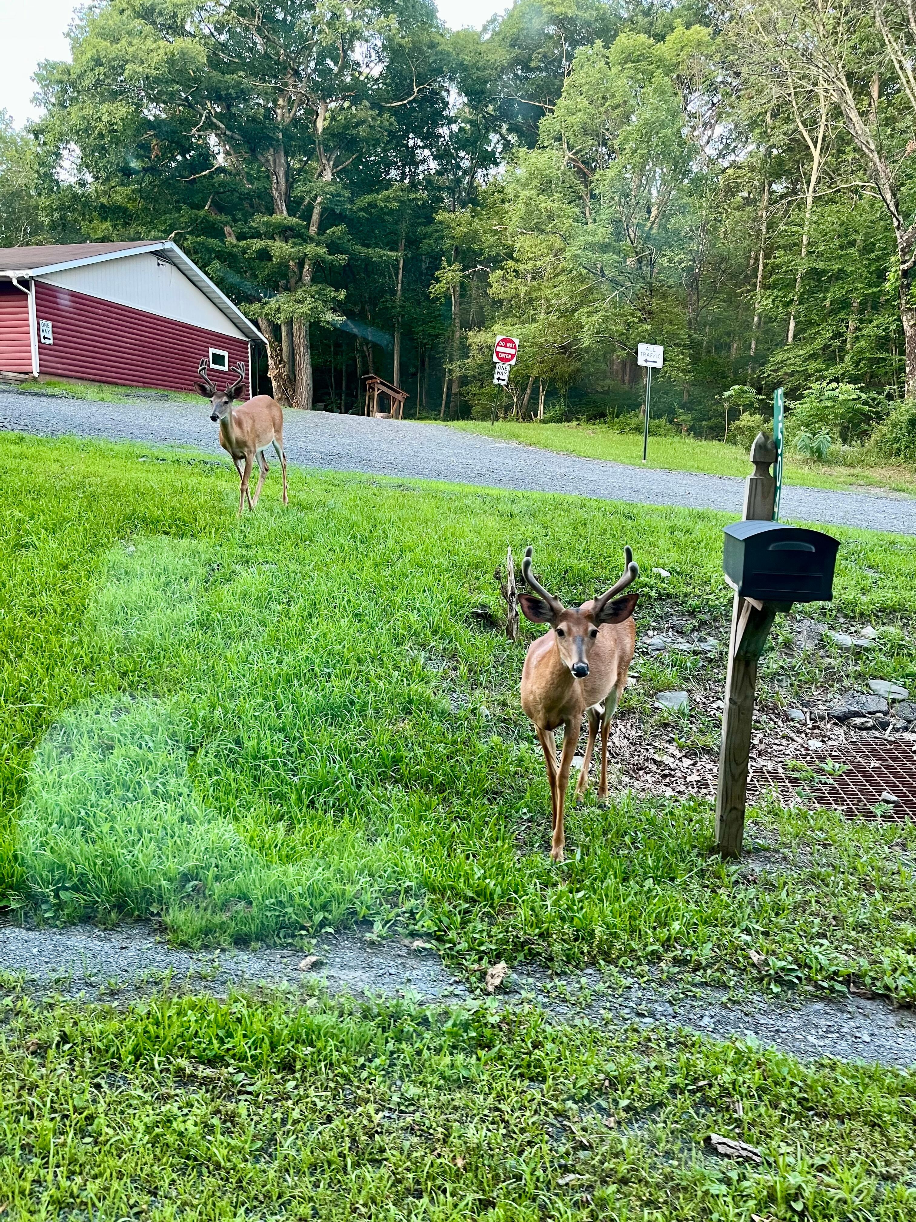 Deer! 