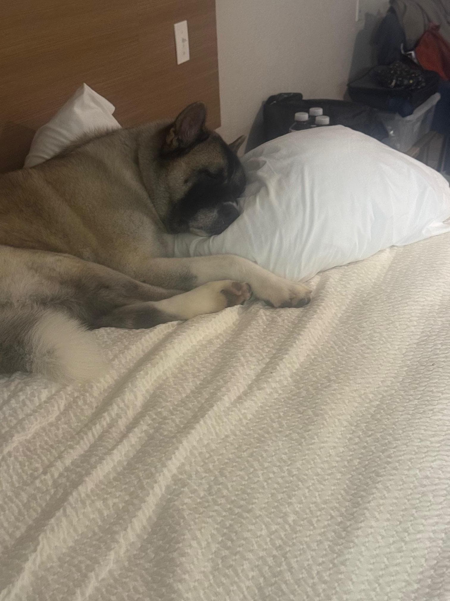 Katana loved the bed