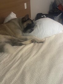 Katana loved the bed