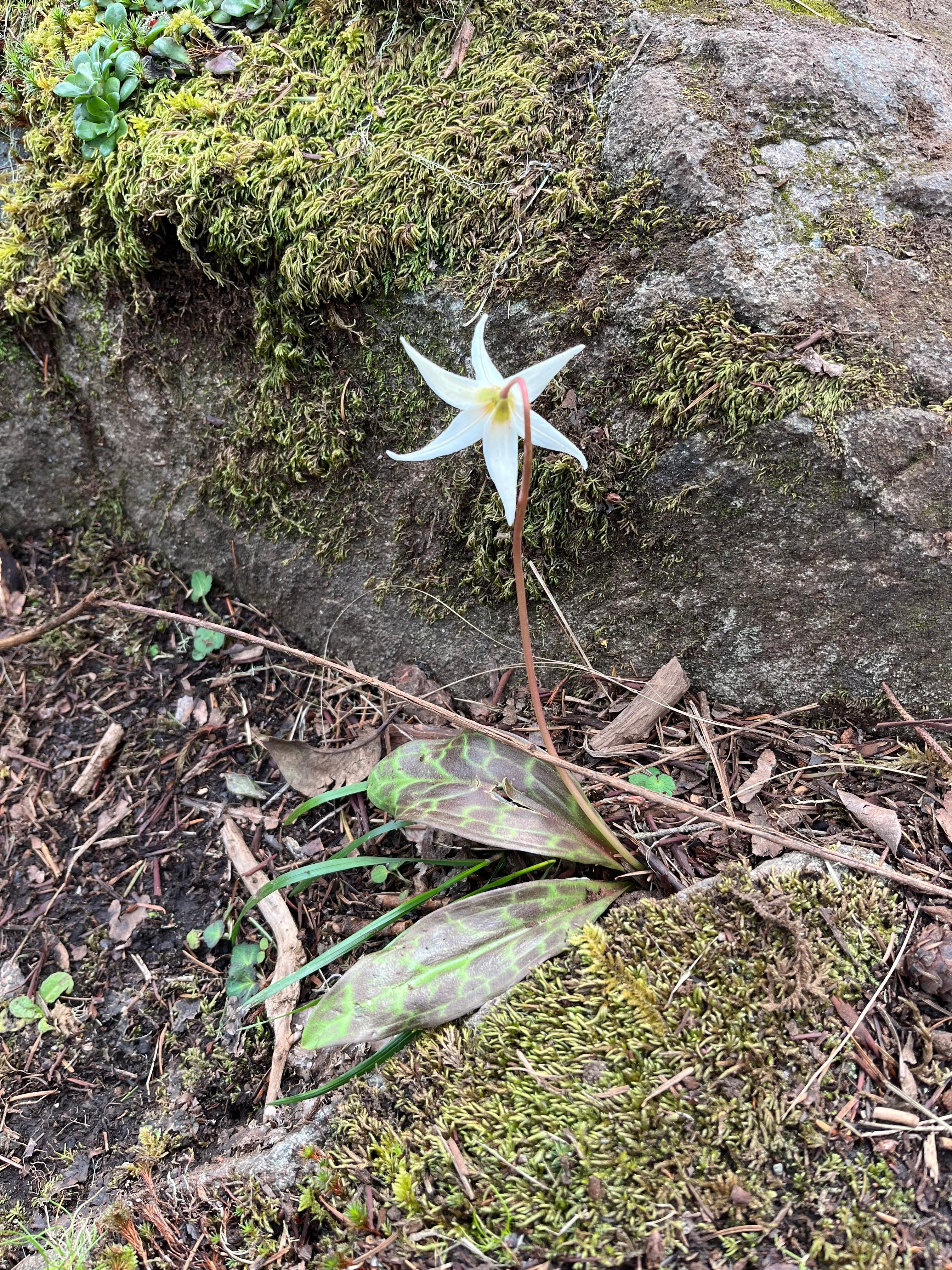 Fawn lily at Aylard Farm