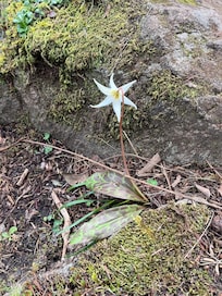 Fawn lily at Aylard Farm
