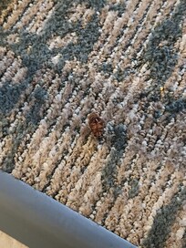 A photo of one of the cockroaches found in my room this morning