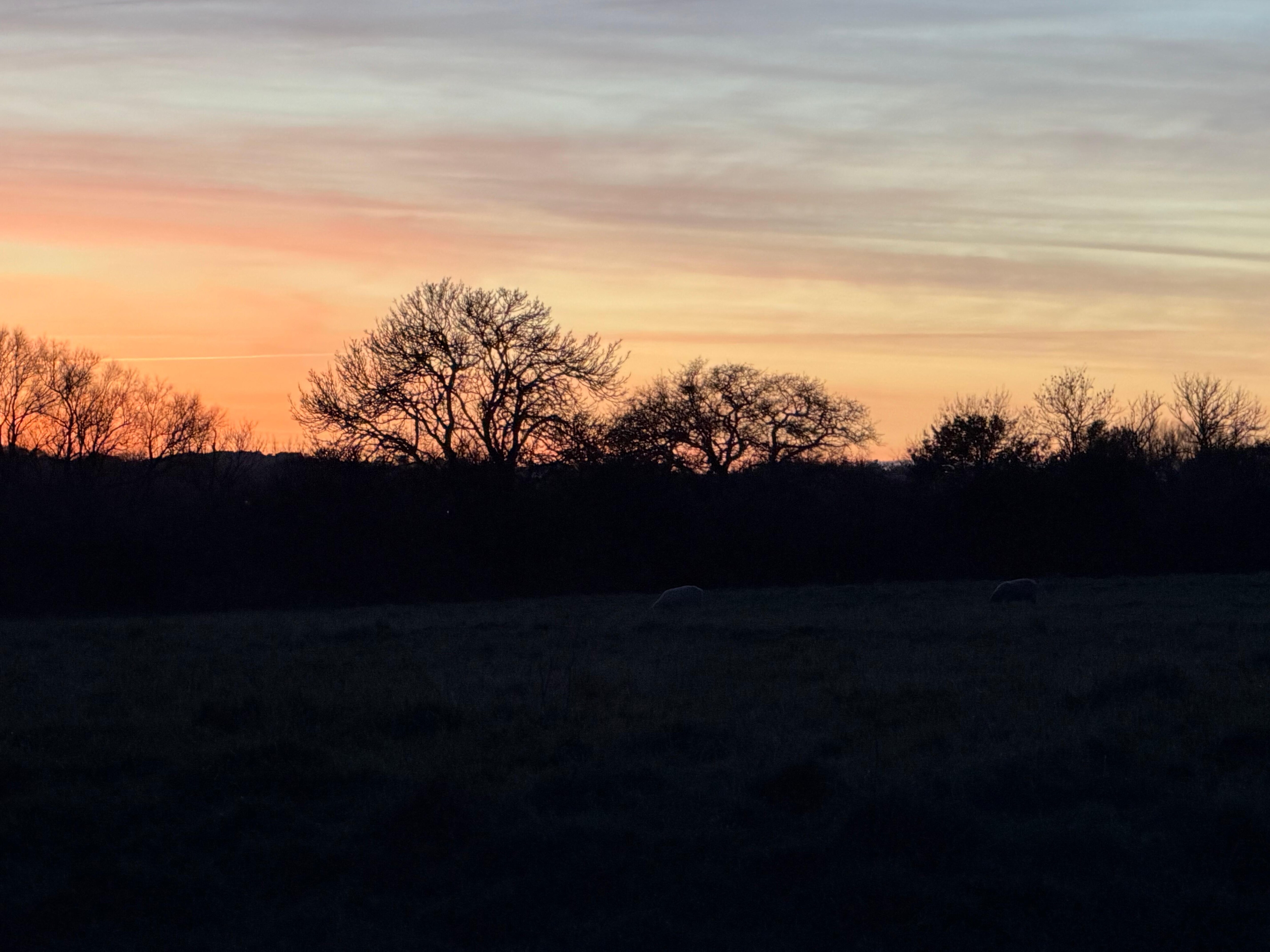 The backyard view isn’t too bad!! 