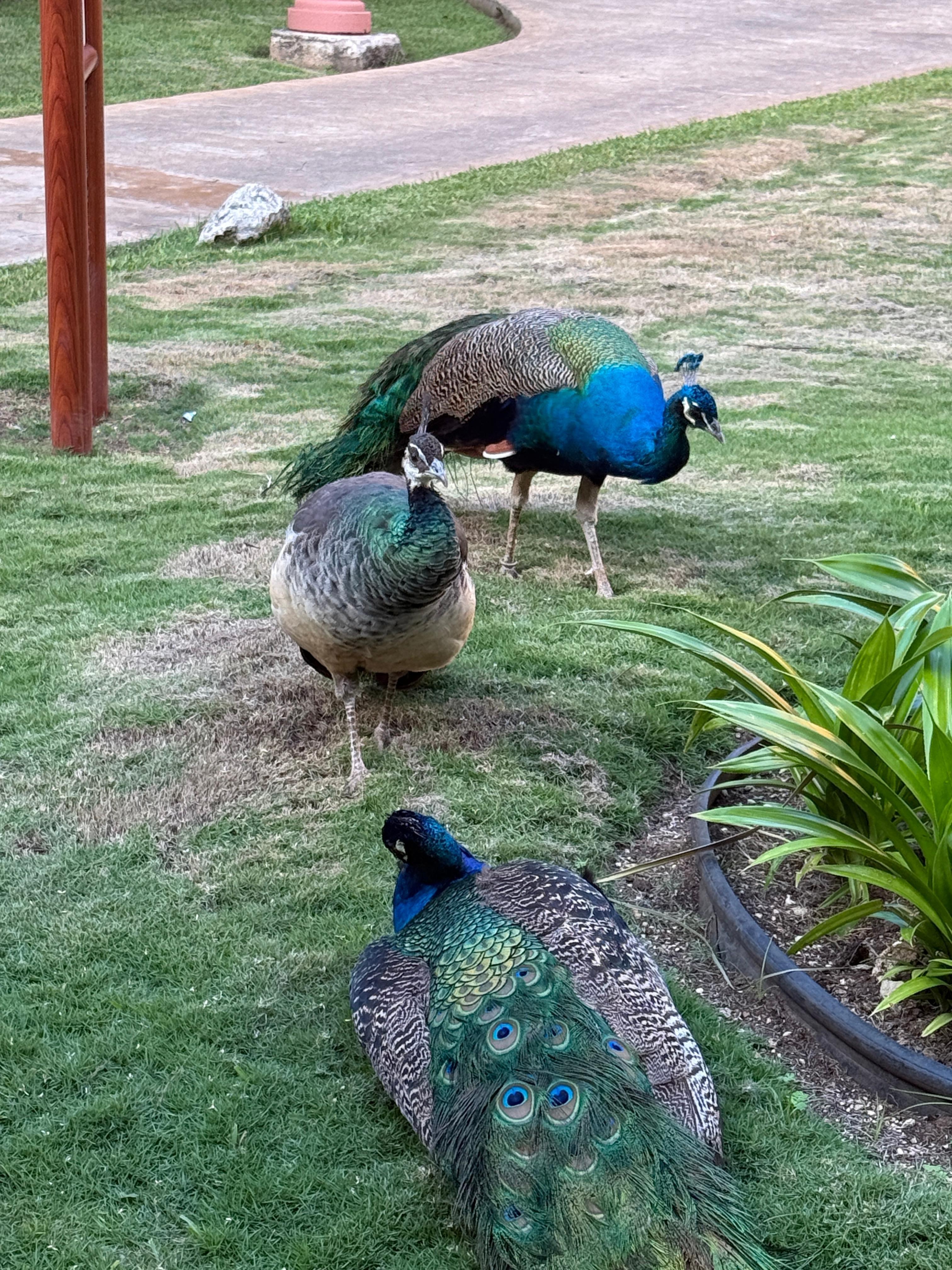 Wildlife everywhere. 