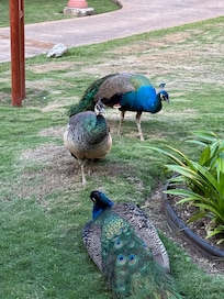 Wildlife everywhere.