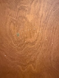 Mold on bathroom door