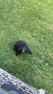 He was hoping someone would throw him something to eat 😂