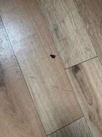 One of the bugs I killed in the unit