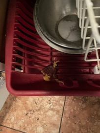 dried meat on the dish drainer