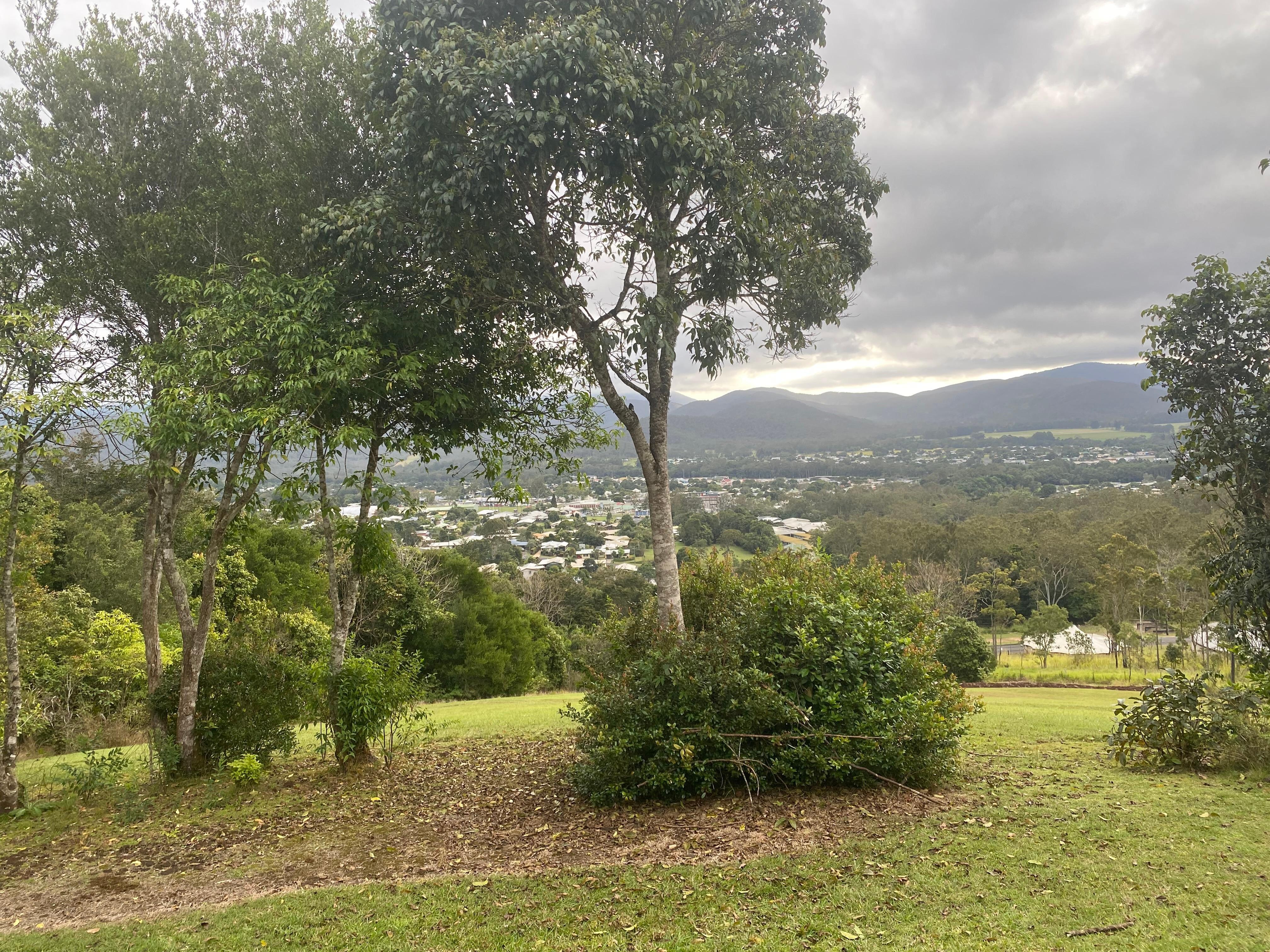 3000 native Rainforest trees have been planted