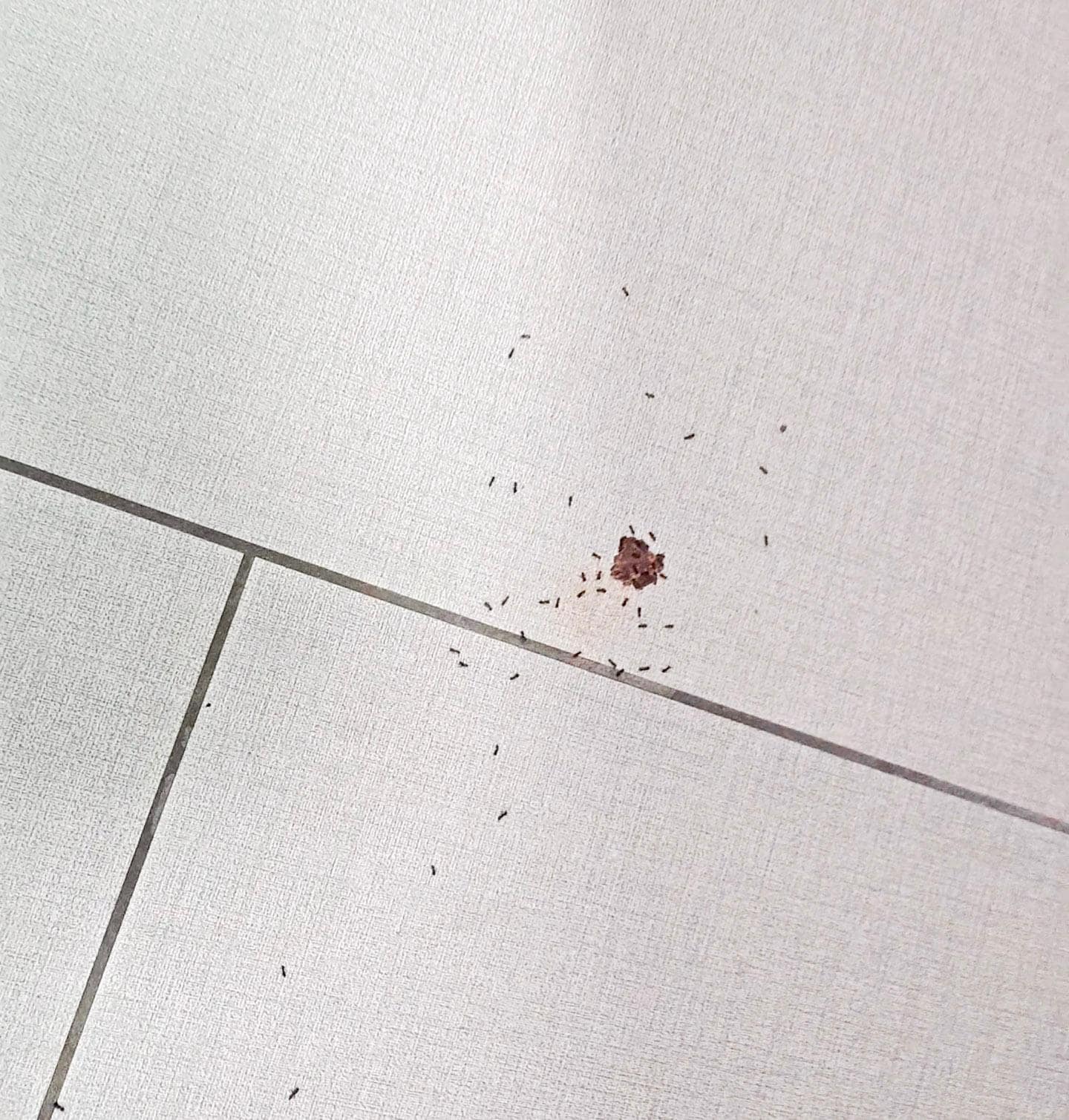 They smelled a chocolate chip, it was there only 3 hrs... but still, ants?