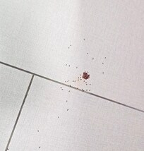 They smelled a chocolate chip, it was there only 3 hrs... but still, ants?