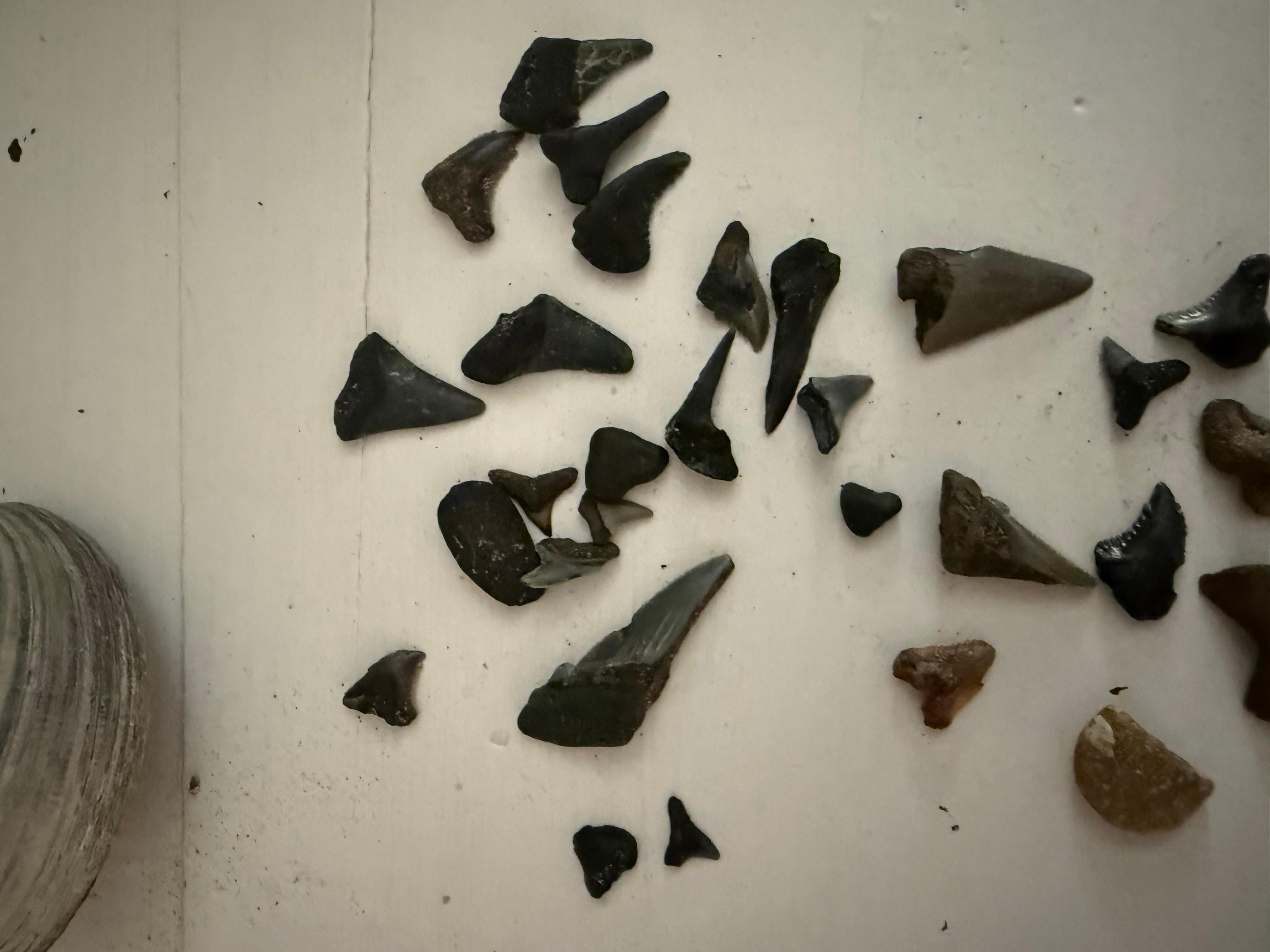 Morris Island Sharks Teeth