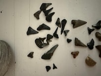 Morris Island Sharks Teeth