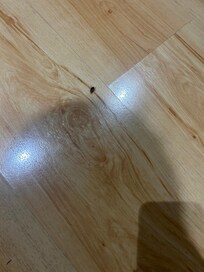 Cockroaches in room