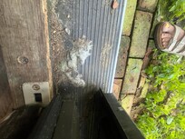 Mouse remains