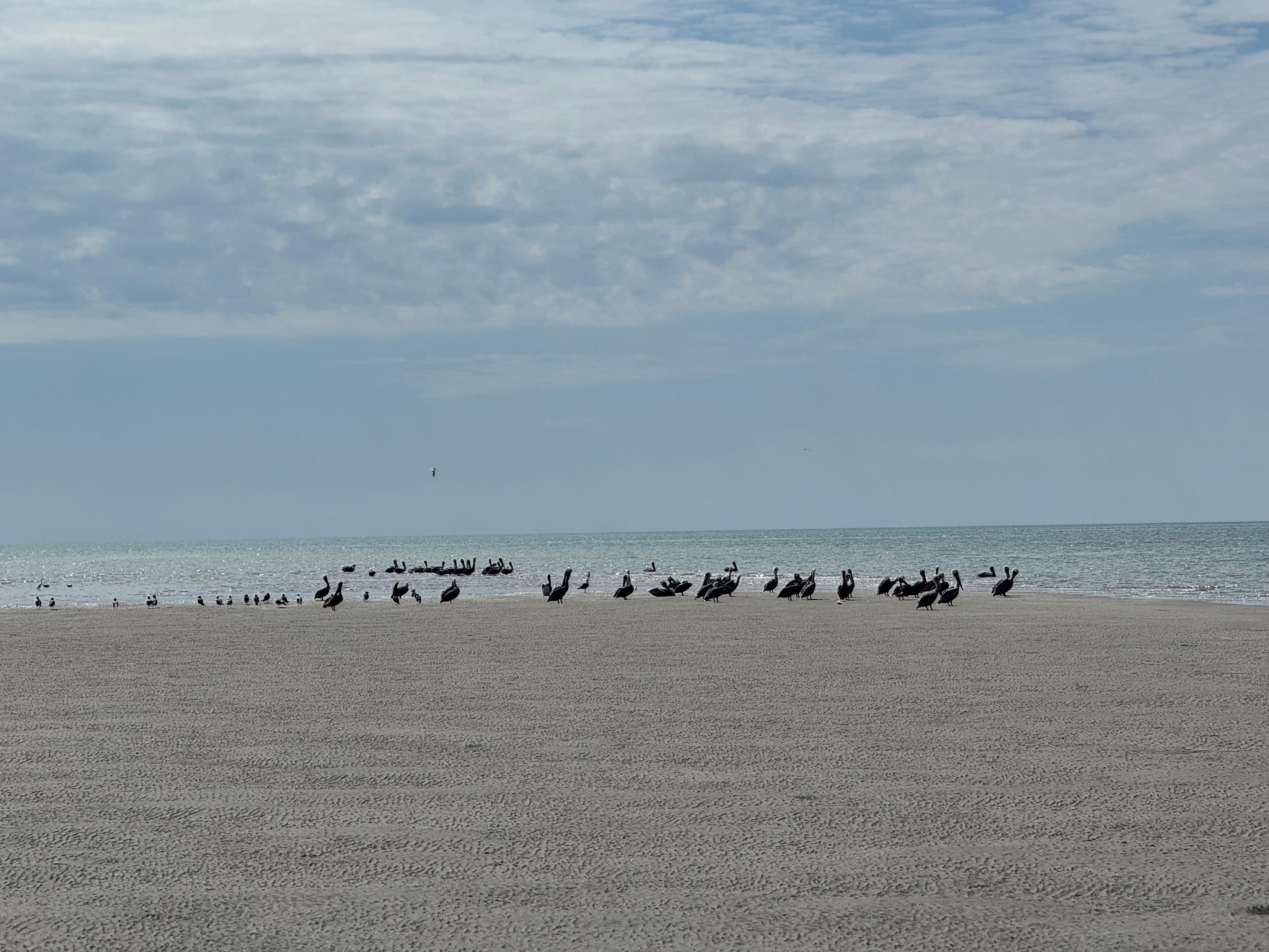 This was after walking maybe a mile or less out from the shoreline. 