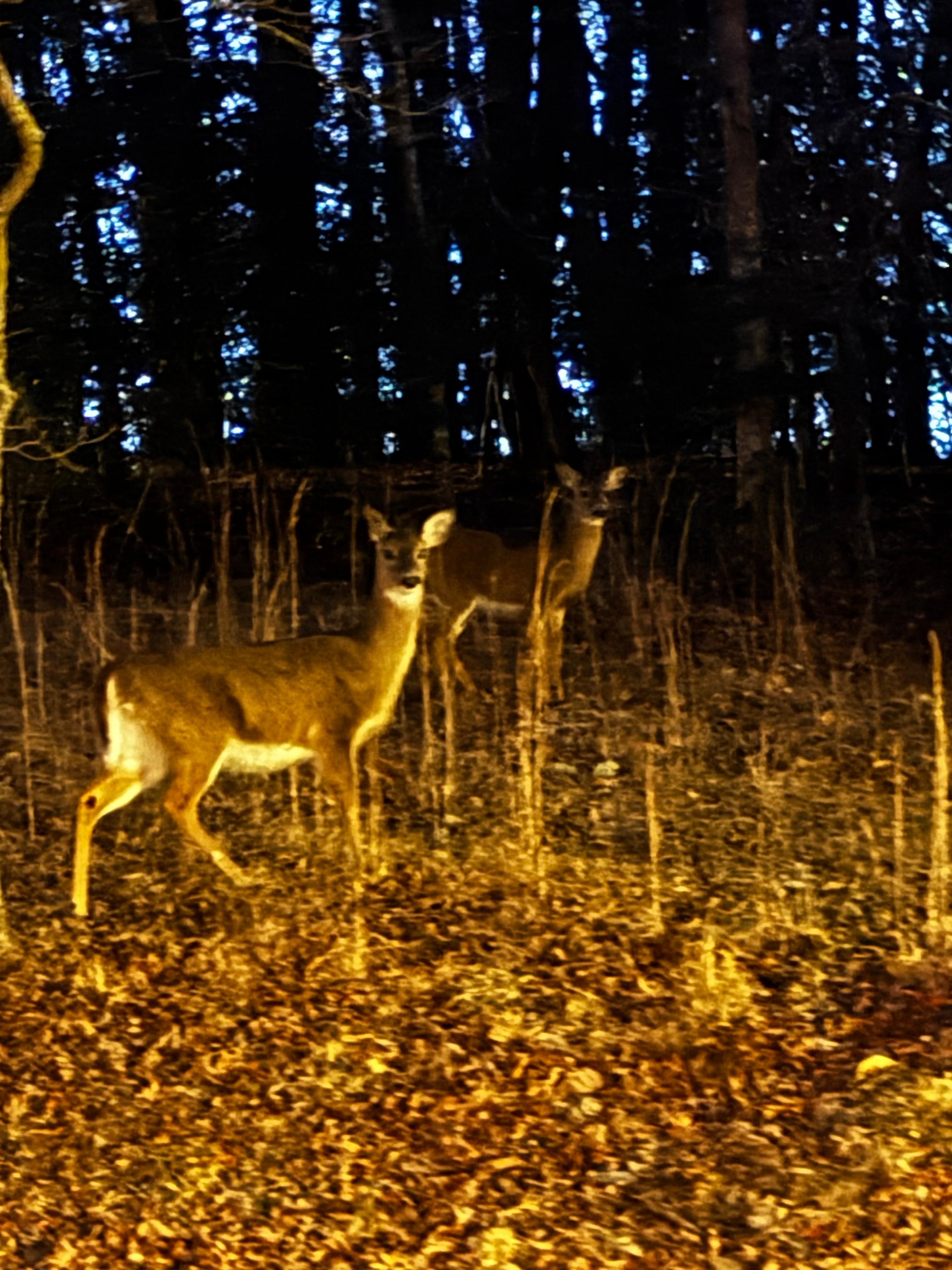 Deer in the early morning. 