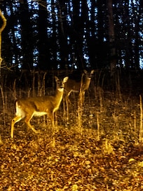Deer in the early morning.