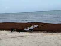 Seaweed on beach in front of the house