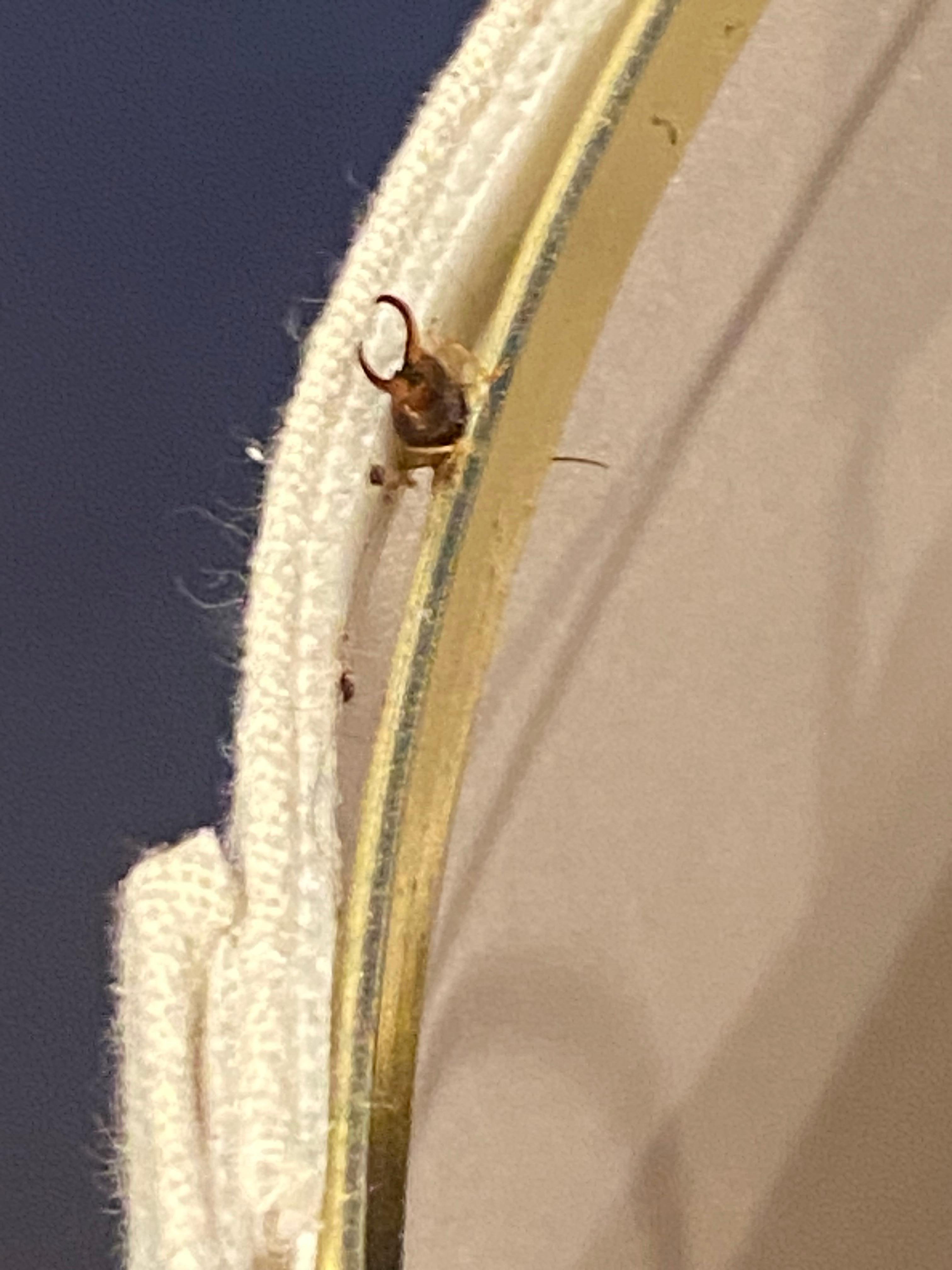 Big on lampshade in living room 