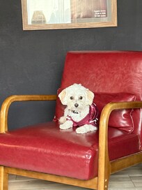 Thankful to find a place that is pet friendly! The Kyle Field dog bed was so cute!! ❤️❤️