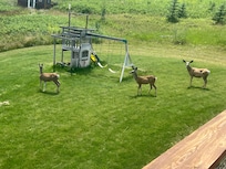 Mule deer always roaming around the area