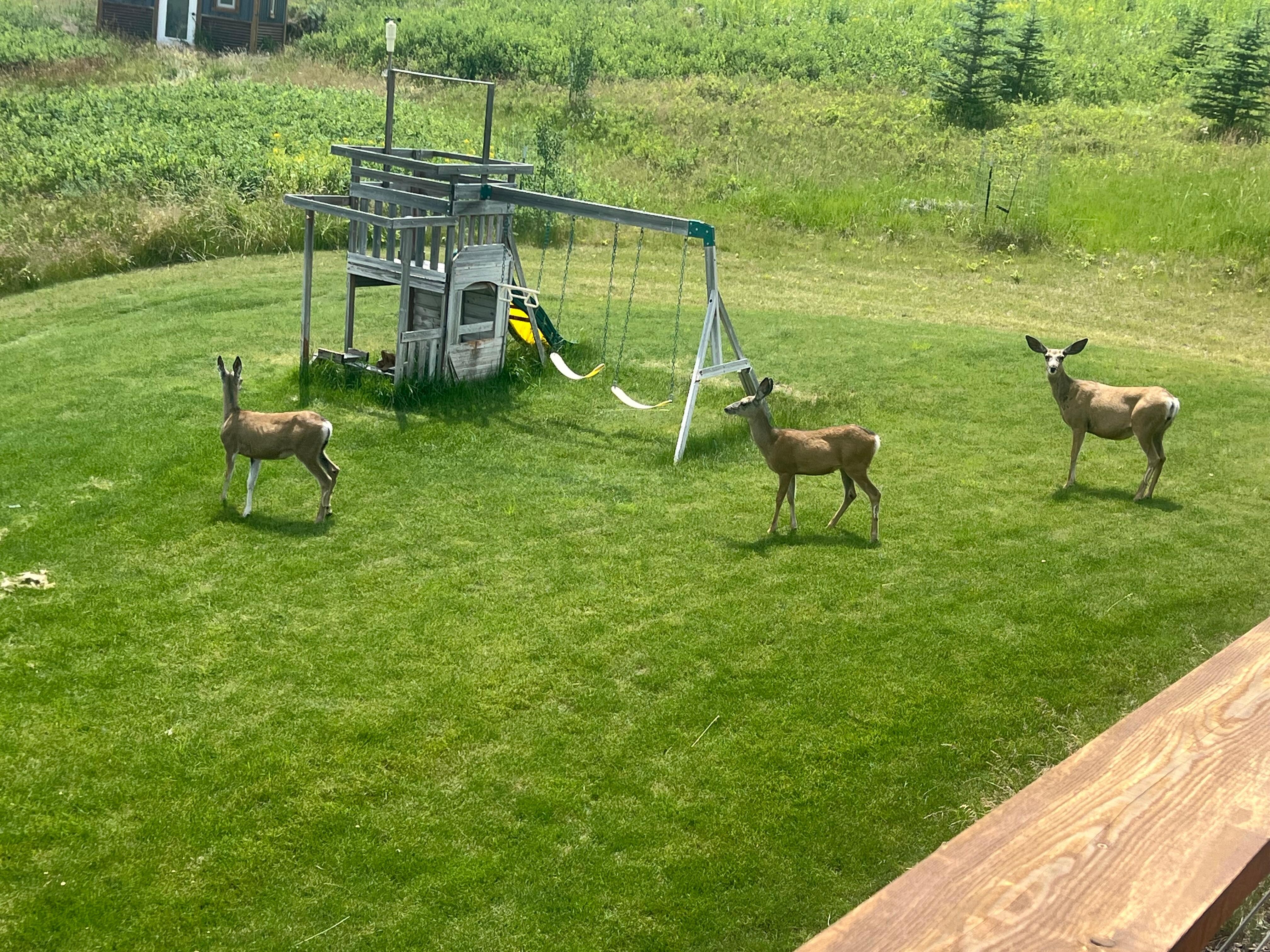 Mule deer always roaming around the area