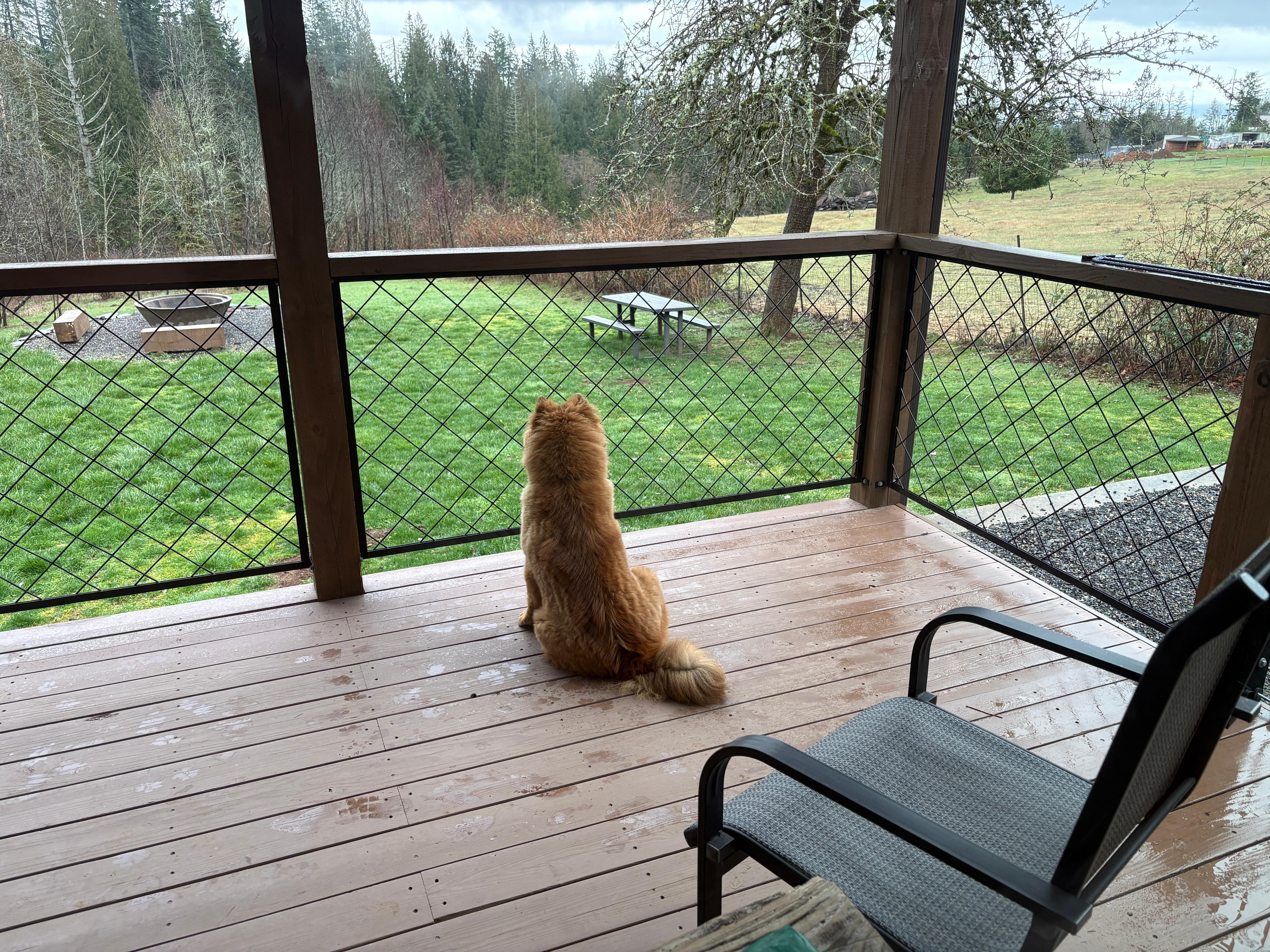 Pup on the  back porch overlooking the critters and neighboring sheep/alpacas