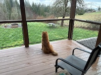 Pup on the back porch overlooking the critters and neighboring sheep/alpacas
