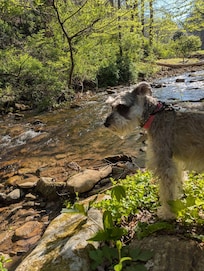 Our dog enjoyed the stream also!!