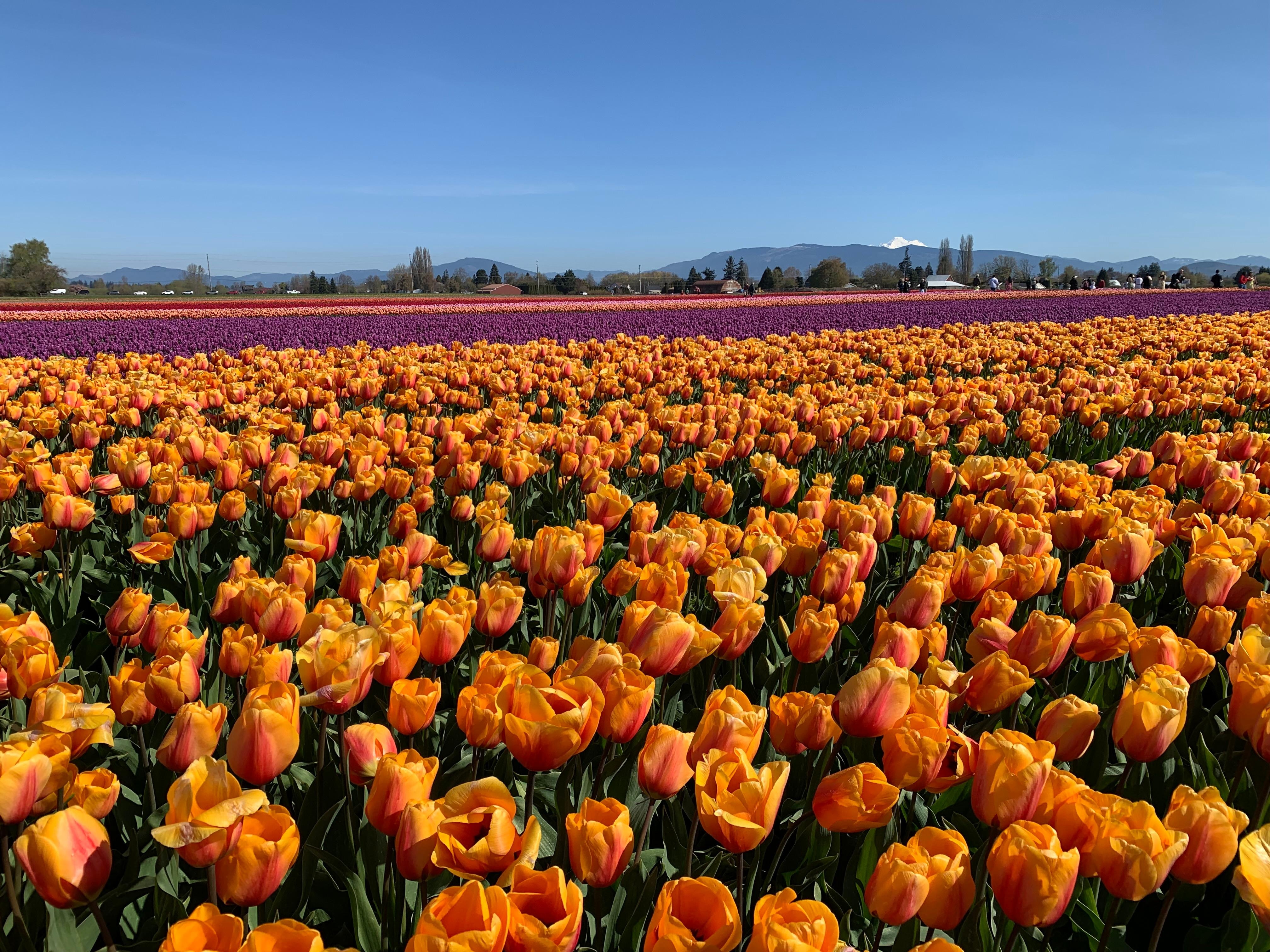 Tulip festival