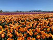 Tulip festival