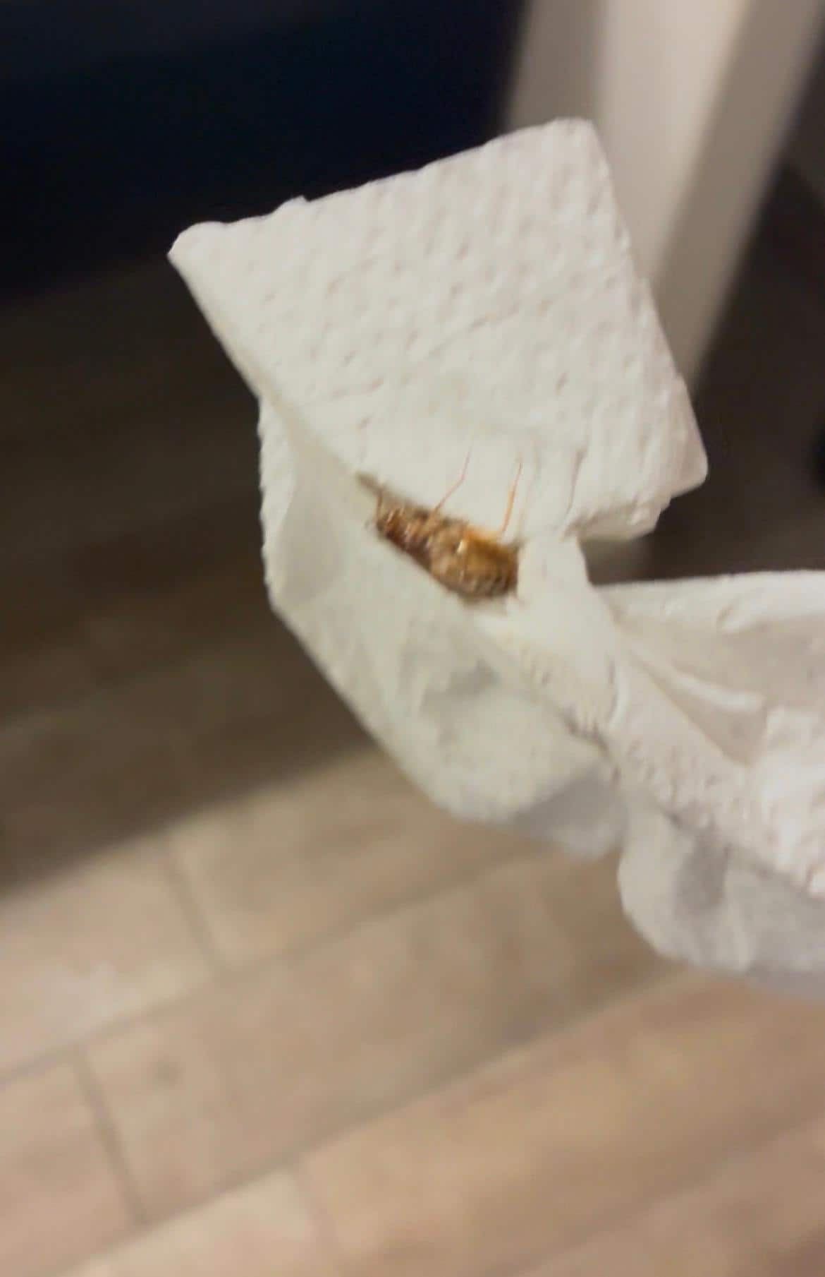 Roaches killed, contained, and taken to the front desk