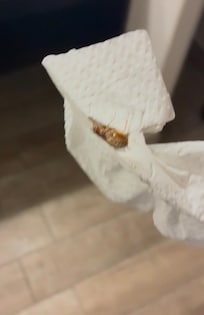 Roaches killed, contained, and taken to the front desk