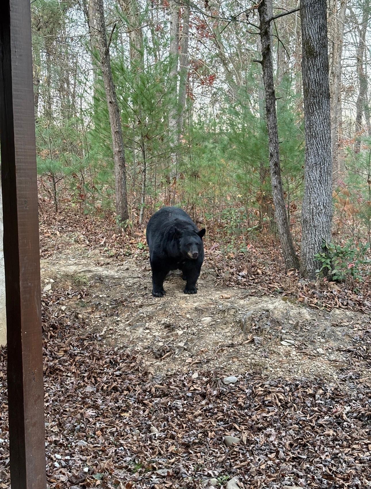 He came out right after we checked in the cabin!!