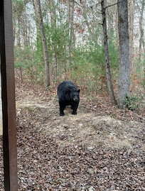 He came out right after we checked in the cabin!!